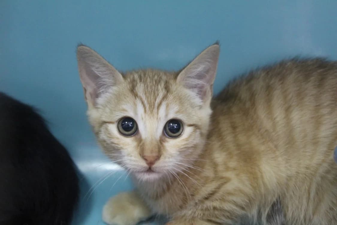 Bagel, female Mixed Breed for adoption at Chameyrat), Tulle