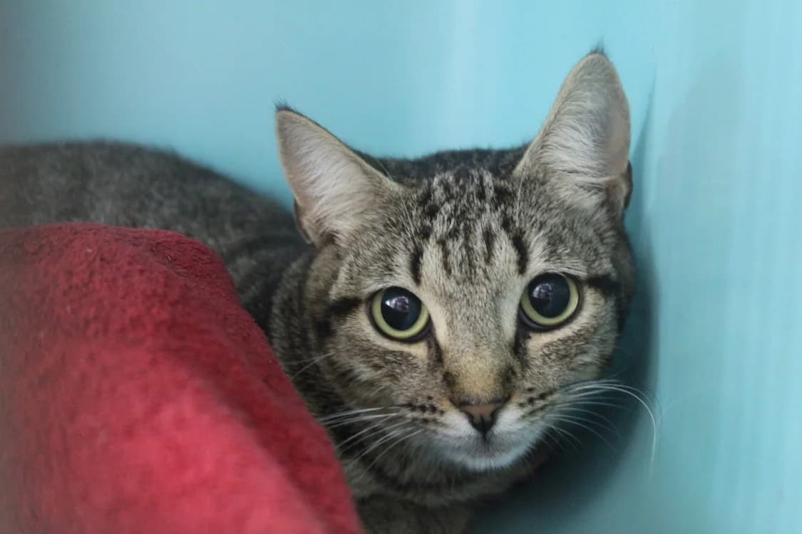 Bigoudi, female Mixed Breed for adoption at Chameyrat), Tulle