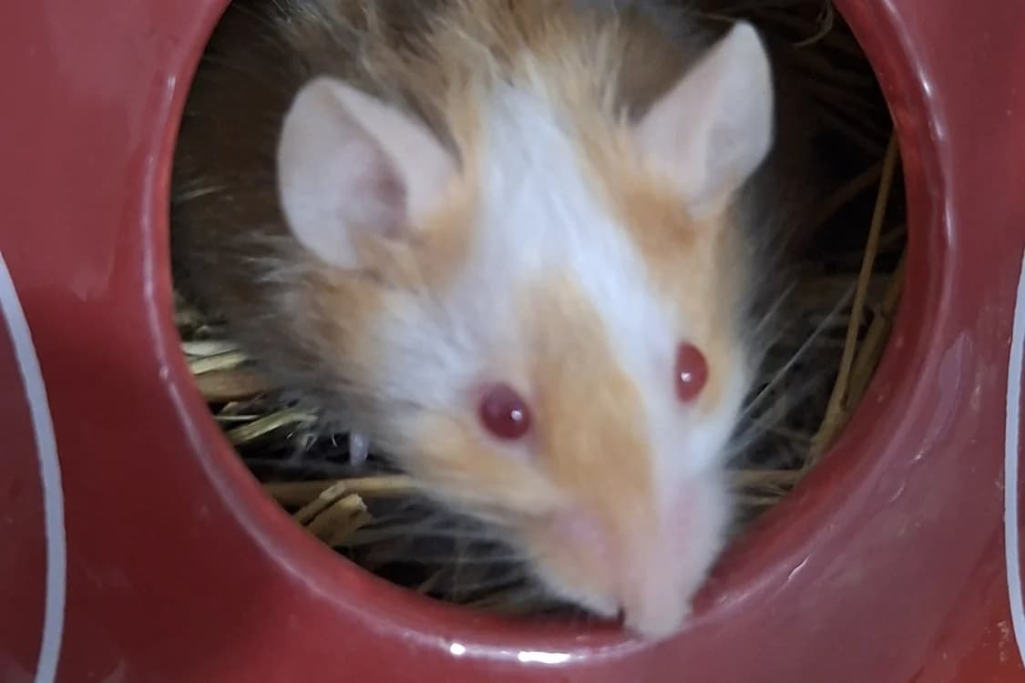brieuc, male Mixed Breed for adoption at Chameyrat), Tulle