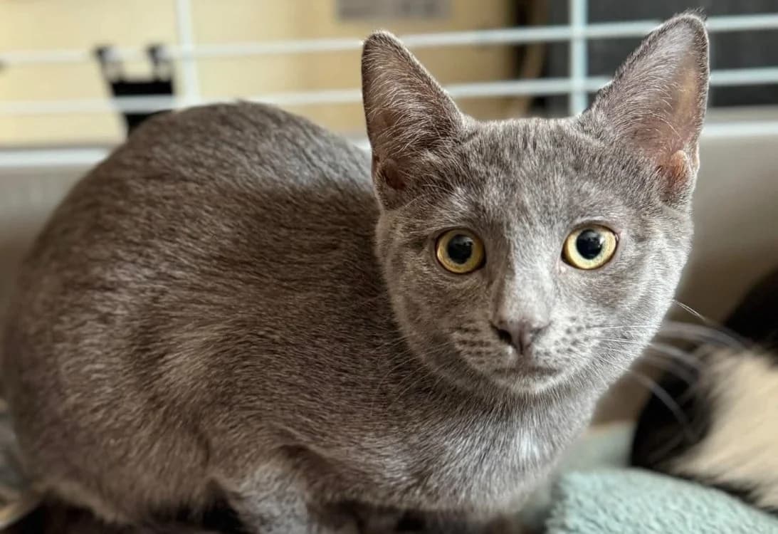 bervelie, female Mixed Breed for adoption at Chameyrat), Tulle