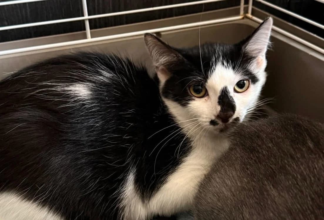 britannie, female Mixed Breed for adoption at Chameyrat), Tulle