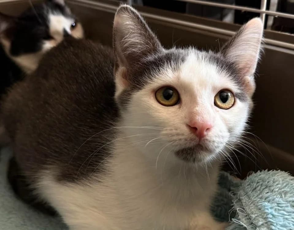 bianca, female Mixed Breed for adoption at Chameyrat), Tulle