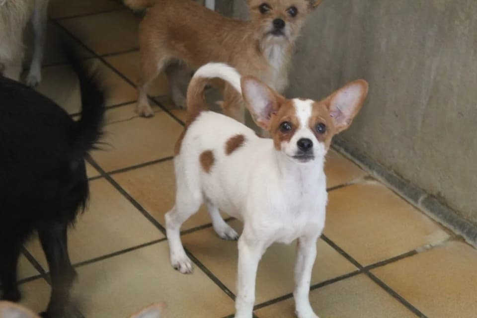 bamby, female mixed breed for adoption at Chameyrat), Tulle