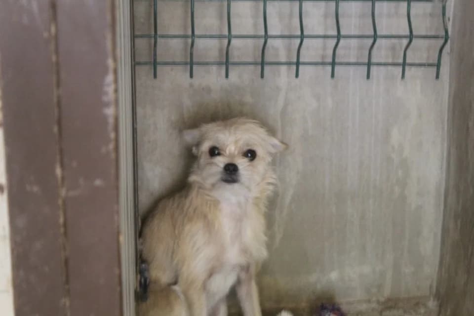 boreal, female mixed breed for adoption at Chameyrat), Tulle