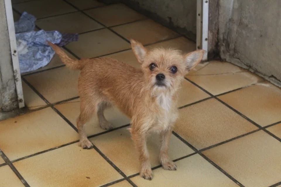 bazinga, female mixed breed for adoption at Chameyrat), Tulle