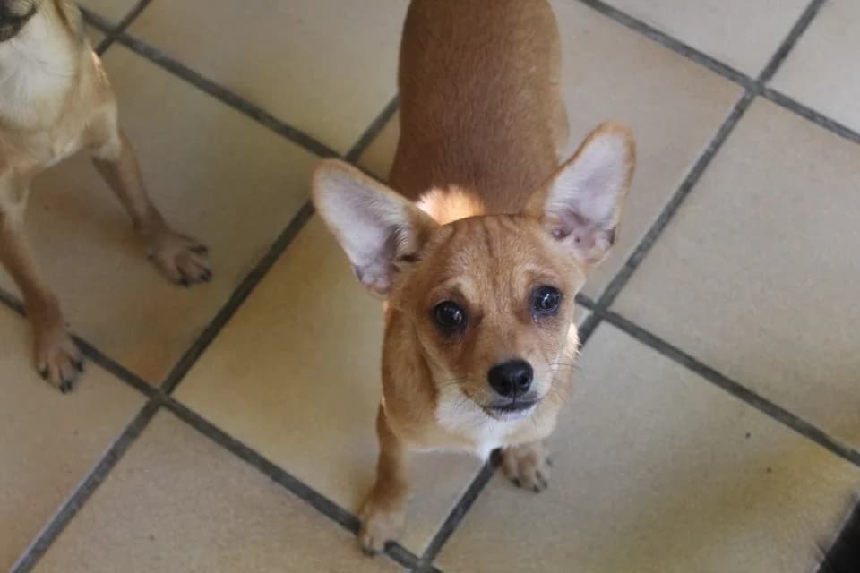 baby, female mixed breed for adoption at Chameyrat), Tulle
