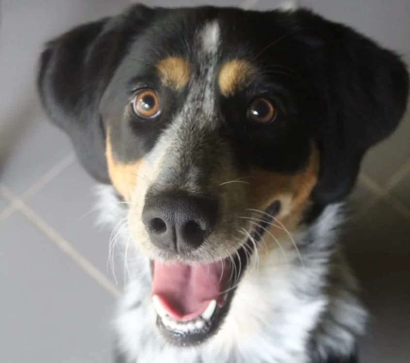 Aline, female Border Collie for adoption at Chameyrat), Tulle