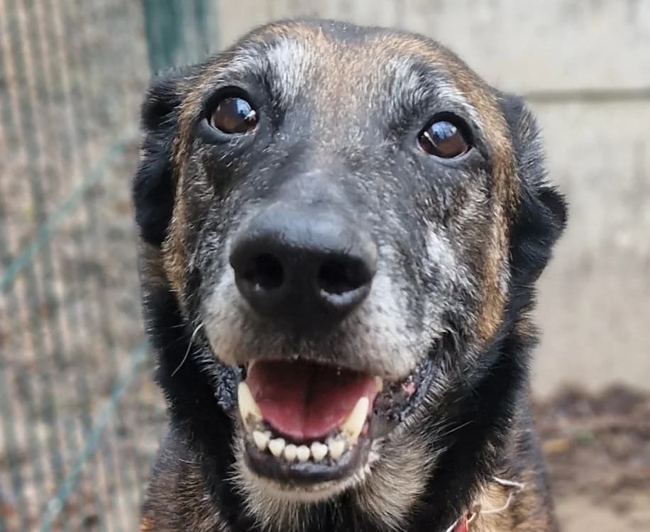 OUMEA, female senior Belgian Malinois for adoption at Chameyrat), Tulle