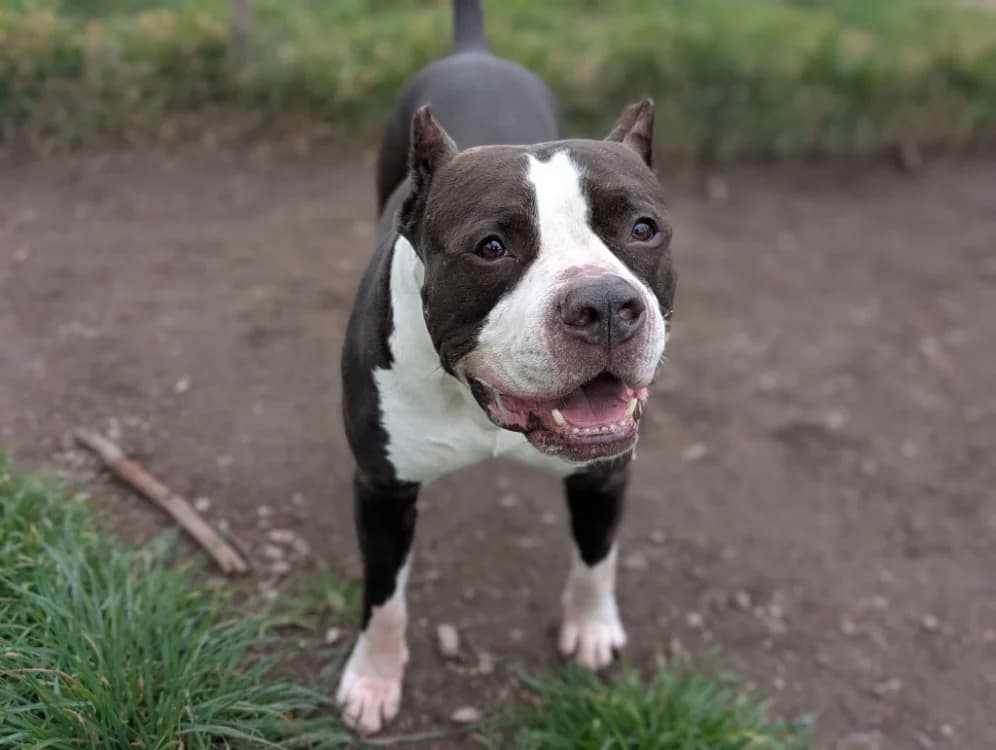 NITRO, male Bull Terrier for adoption at Vannes