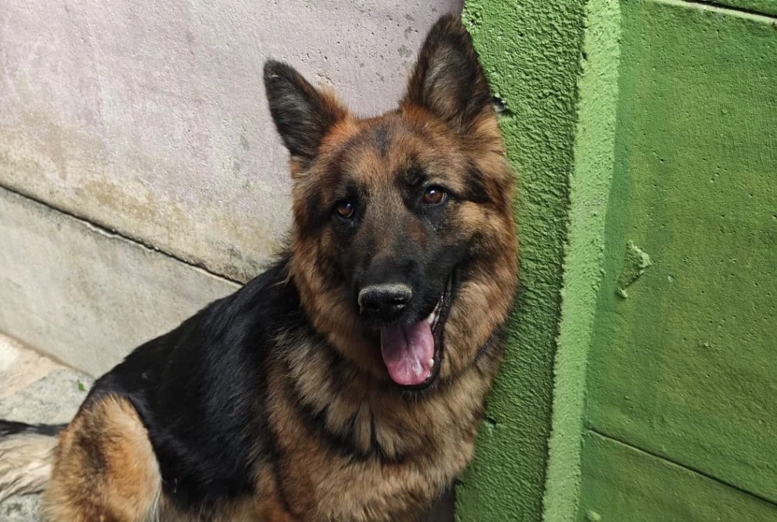 CANELLE, female young mixed breed for adoption at SPA Vannes, Vannes