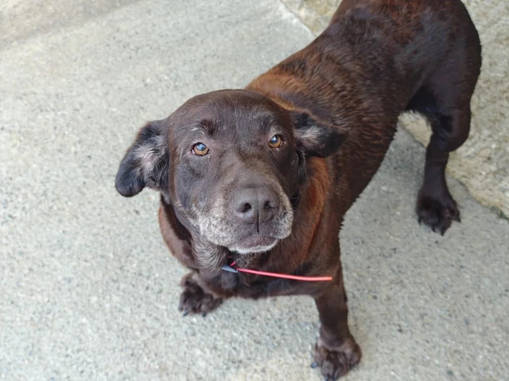 ORTHYE, female senior Labrador Retriever for adoption at SPA Vannes, Vannes