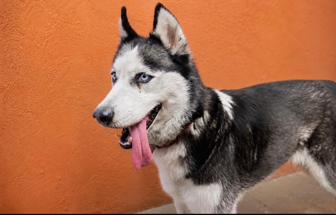 JUNE, female senior mixed breed for adoption at SPA Vannes, Vannes