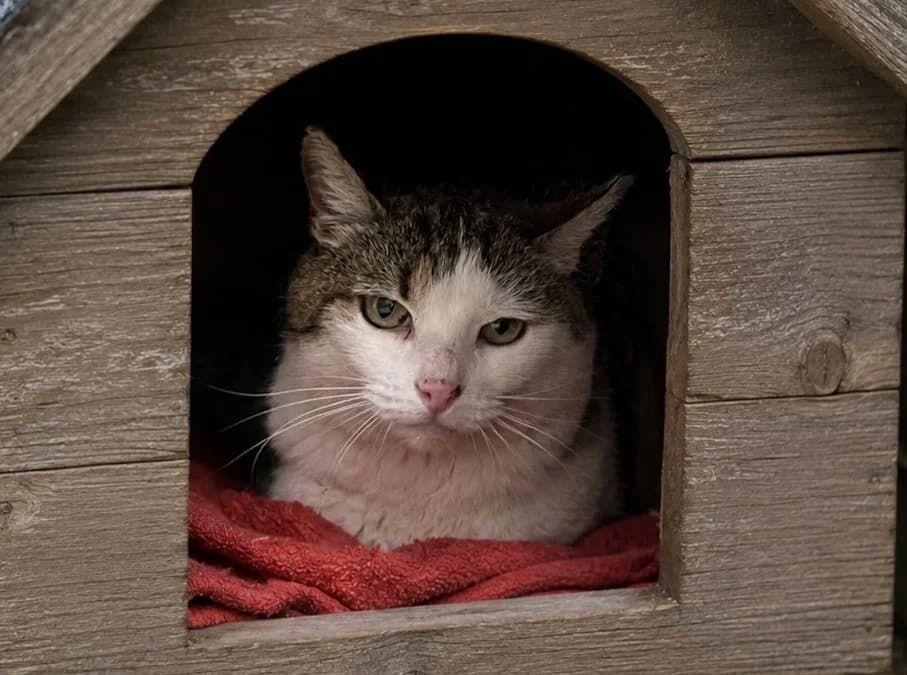 ENGIE, female senior Mixed Breed for adoption at SPA Vannes, Vannes