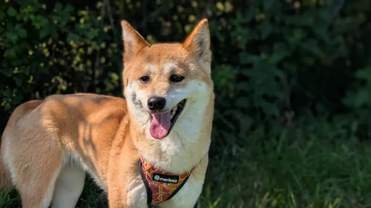TIKA, female 4yo Shiba Inu for adoption at SPA Vannes, Vannes
