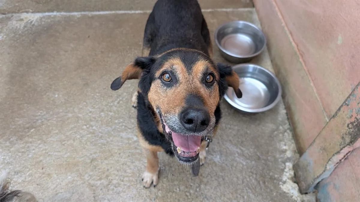 JOHNNY, male senior mixed breed for adoption at SPA Vannes, Vannes