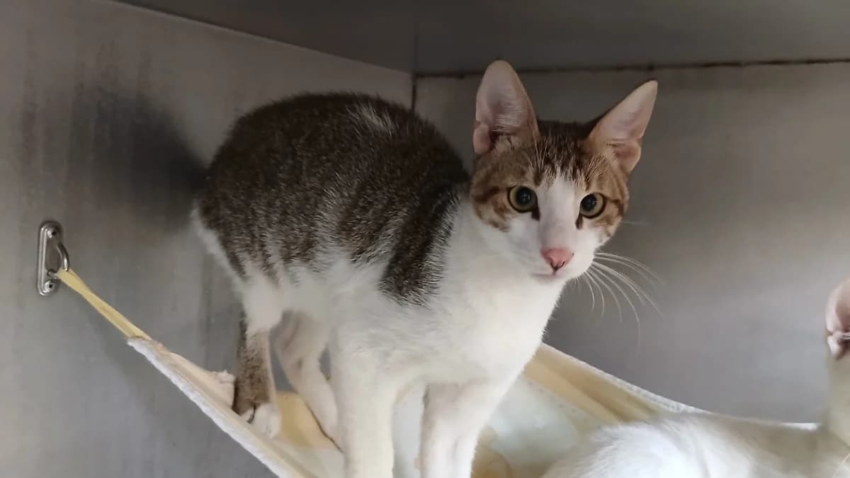 TWINKY, male Mixed Breed for adoption at SPA Vannes, Vannes