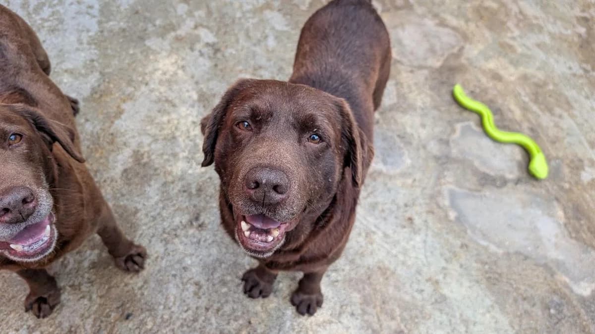 OLAF, male 7yo Labrador Retriever for adoption at SPA Vannes, Vannes