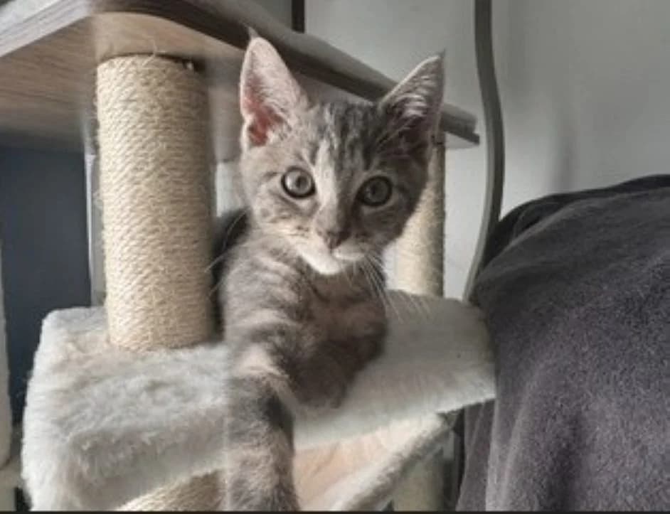 YONA, female Mixed Breed for adoption at SPA Vannes, Vannes