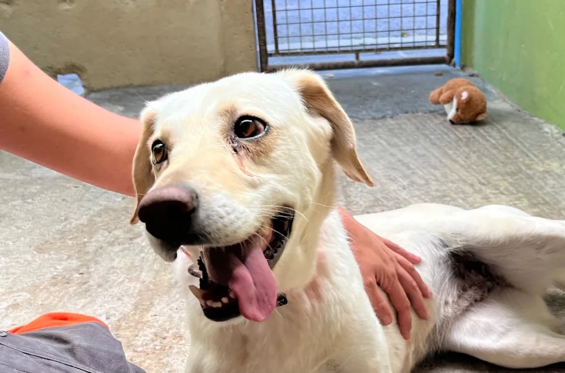 Olympe, female 7yo Labrador Retriever for adoption at SPA Vannes, Vannes