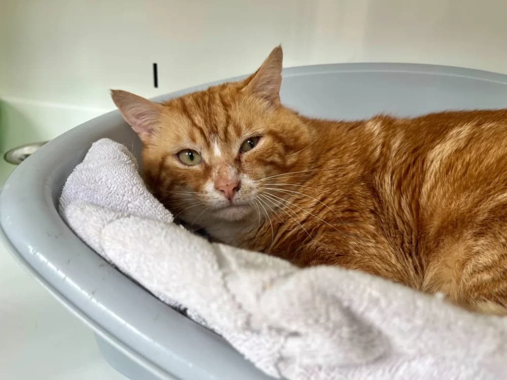 Hopis, male 4yo Mixed Breed for adoption at SPA Vannes, Vannes