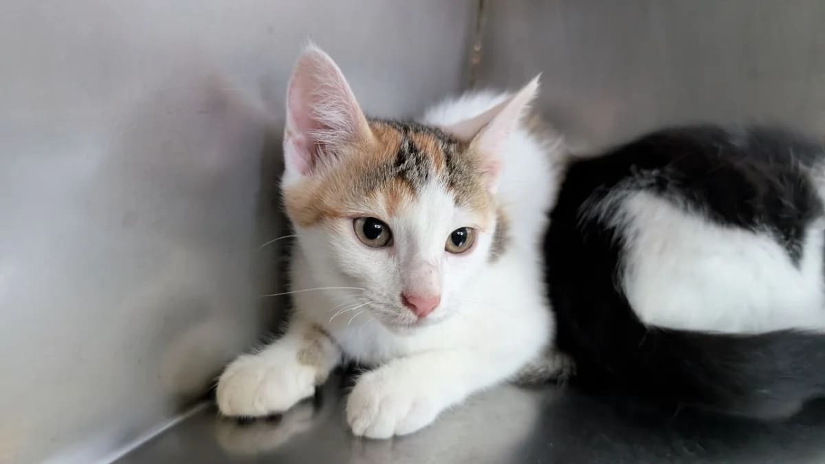 PERSEE, female mixed breed for adoption at SPA Vannes, Vannes