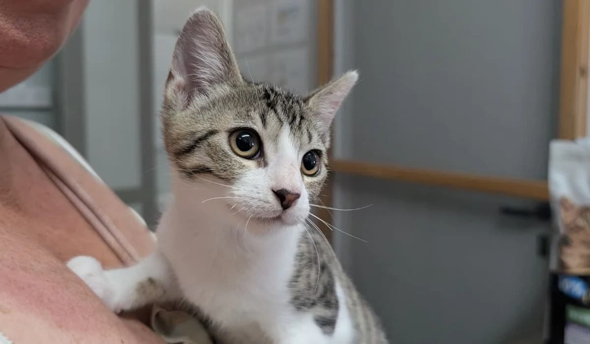 NYX, female mixed breed for adoption at SPA Vannes, Vannes