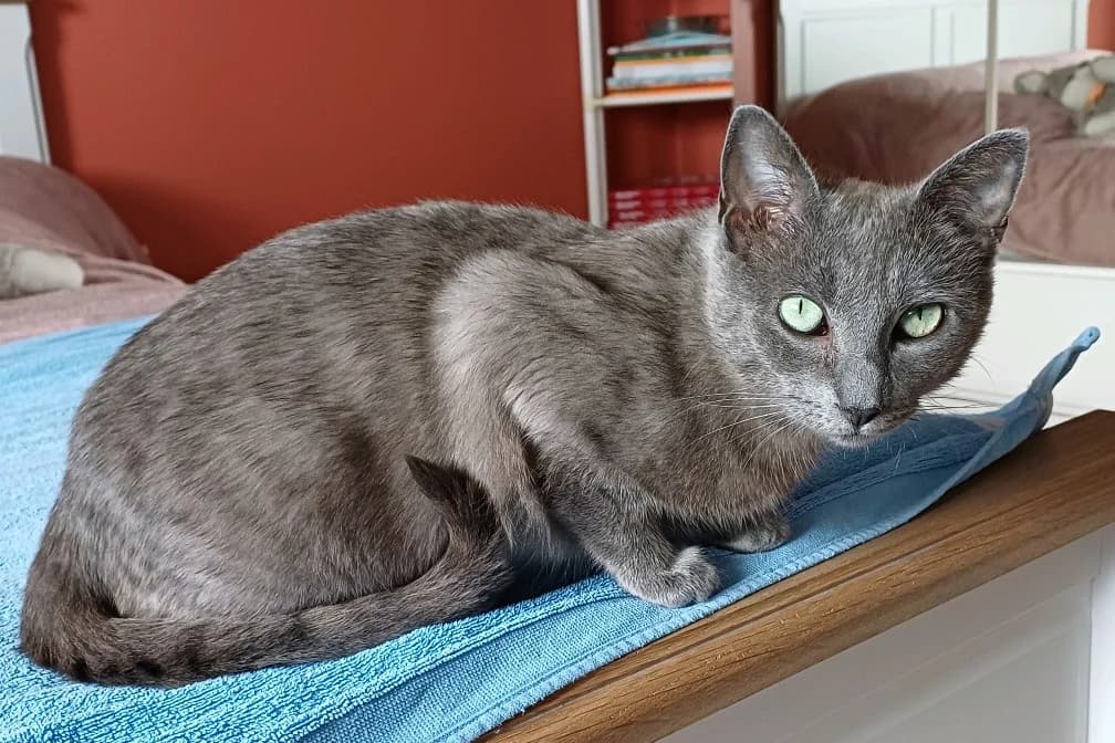 MILKA, female young Mixed Breed for adoption at SPA Vannes, Vannes