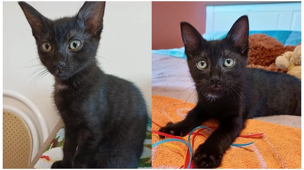 NOUGATINE, female Mixed Breed for adoption at SPA Vannes, Vannes