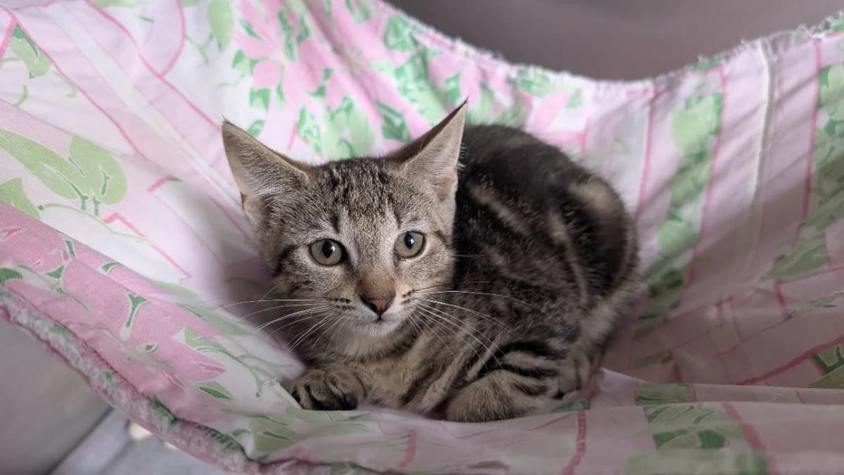 Pipelette, female Mixed Breed for adoption at SPA Vannes, Vannes