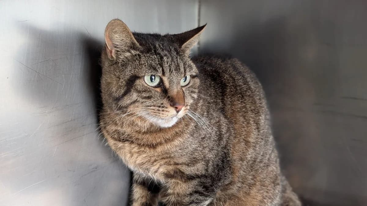 Suzy / Surimi, female 5yo Mixed Breed for adoption at SPA Vannes, Vannes