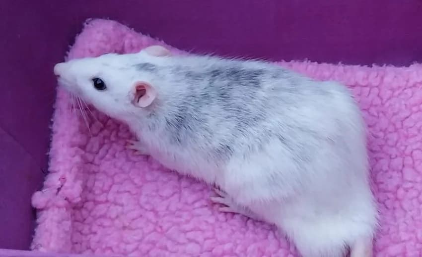 CHEEPER, male young Mixed Breed for adoption at SPA Vannes, Vannes