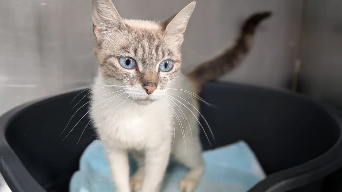 Pastel, female young Mixed Breed for adoption at SPA Vannes, Vannes