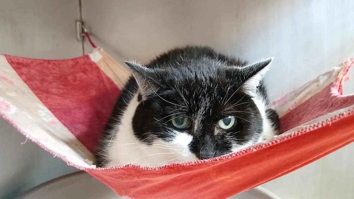 Esquisse, female senior Mixed Breed for adoption at SPA Vannes, Vannes