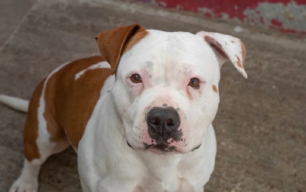 SUNSHINE, female 5yo American Staffordshire Terrier for adoption at SPA Vannes, Vannes
