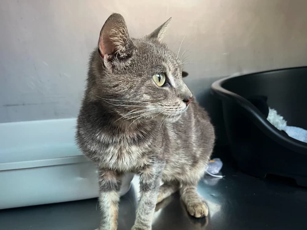 Céleste, male 4yo Mixed Breed for adoption at SPA Vannes, Vannes