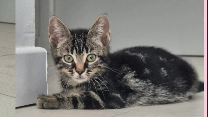 Tartare, female Mixed Breed for adoption at SPA Vannes, Vannes