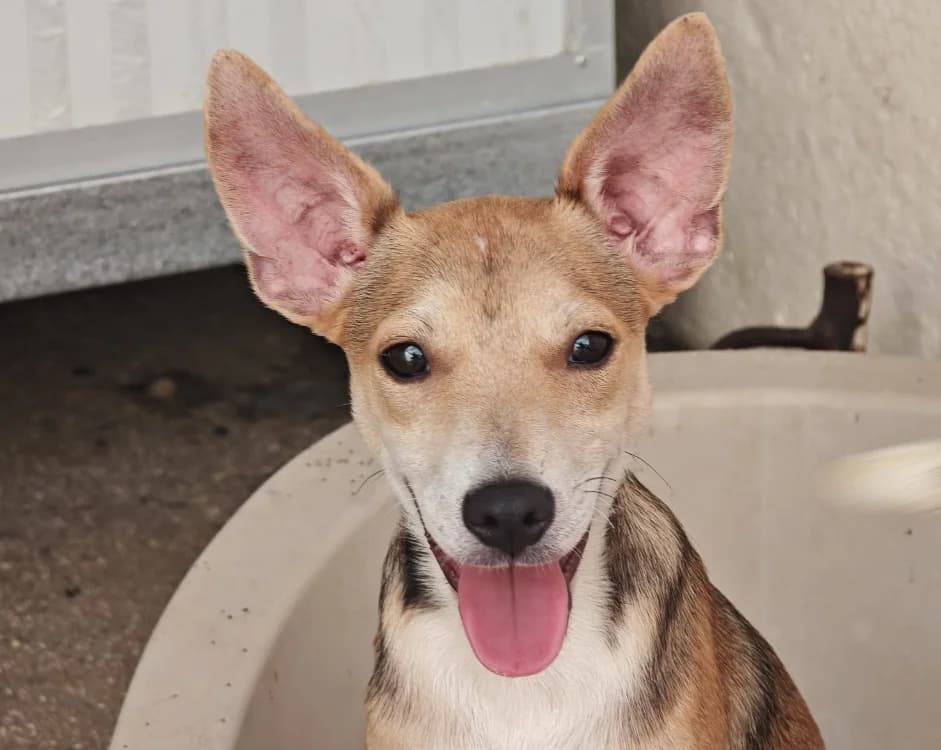 Tom, male mixed breed for adoption at SPA Vannes, Vannes