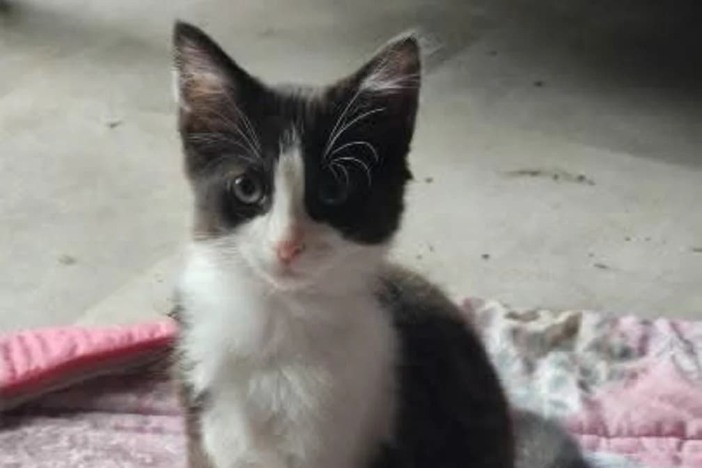 BULLE, female Mixed Breed for adoption at SPA Vannes, Vannes