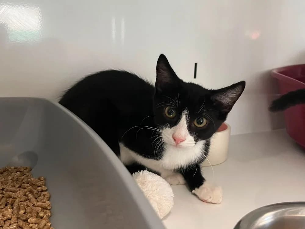 Tac, male mixed breed for adoption at SPA Vannes, Vannes