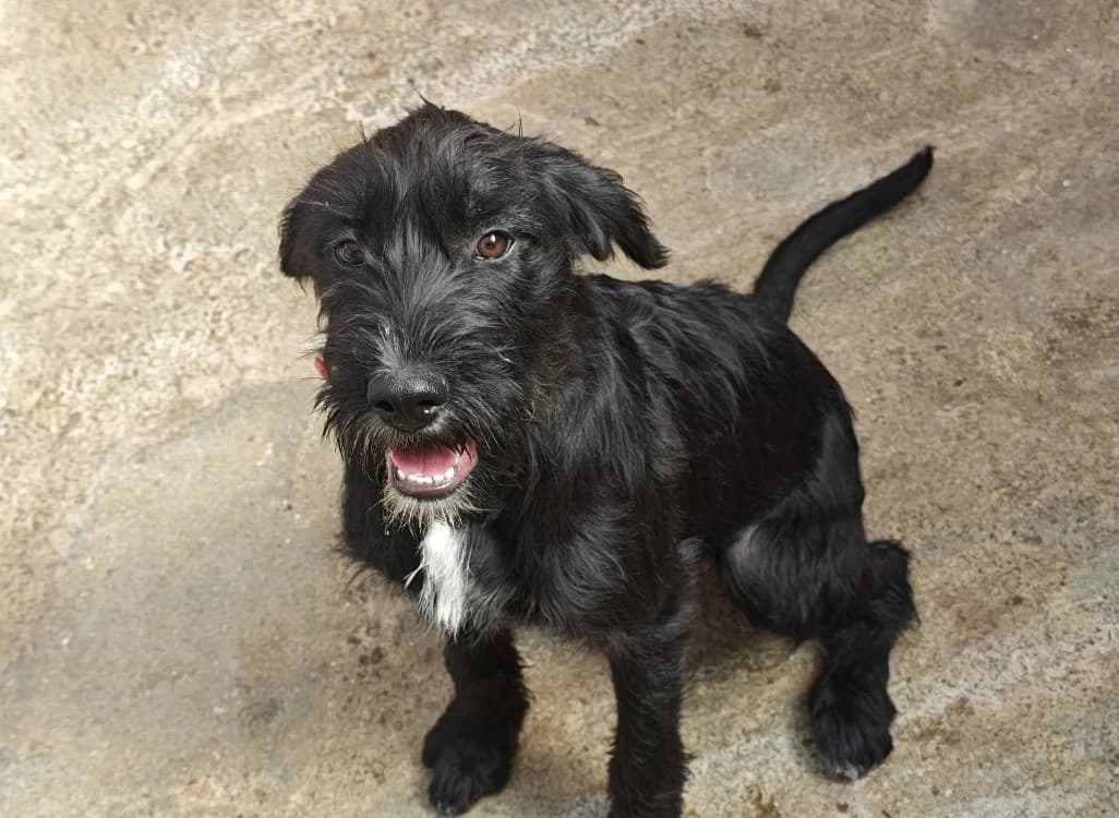 Pretinhia, female puppy Mixed Breed for adoption at SPA Vannes, Vannes