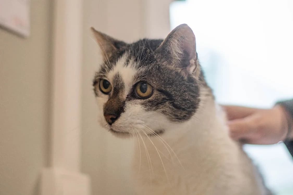 Nestor, male senior mixed breed for adoption at SPA Vannes, Vannes