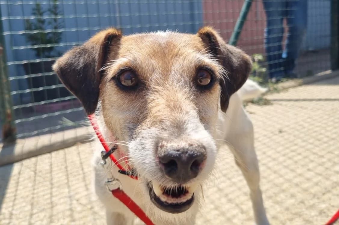 Pipo, male 6yo Jack Russell Terrier for adoption at SPA Vannes, Vannes
