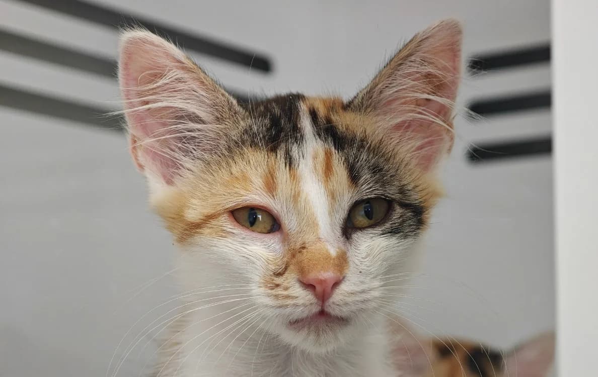 Organza, female Mixed Breed for adoption at SPA Vannes, Vannes