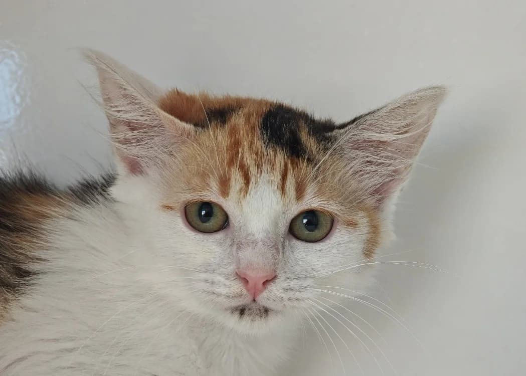 Popeline, female Mixed Breed for adoption at SPA Vannes, Vannes