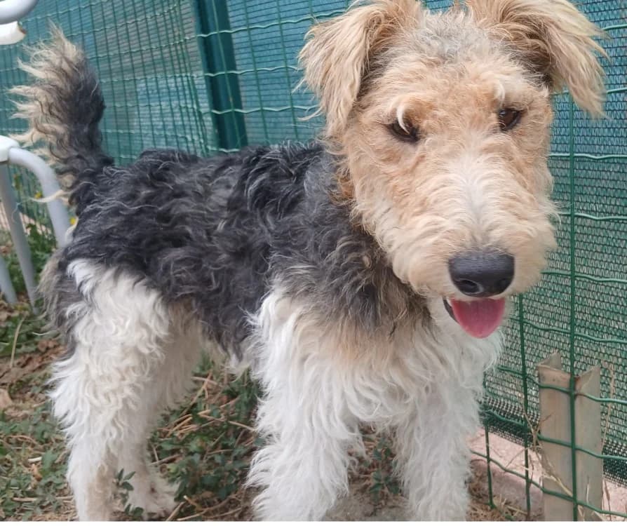Winston, male young mixed breed for adoption at SPA Vannes, Vannes