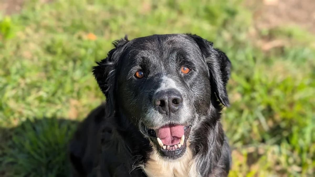 PACH, male senior Bernese Mountain Dog for adoption at SPA Vannes, Vannes