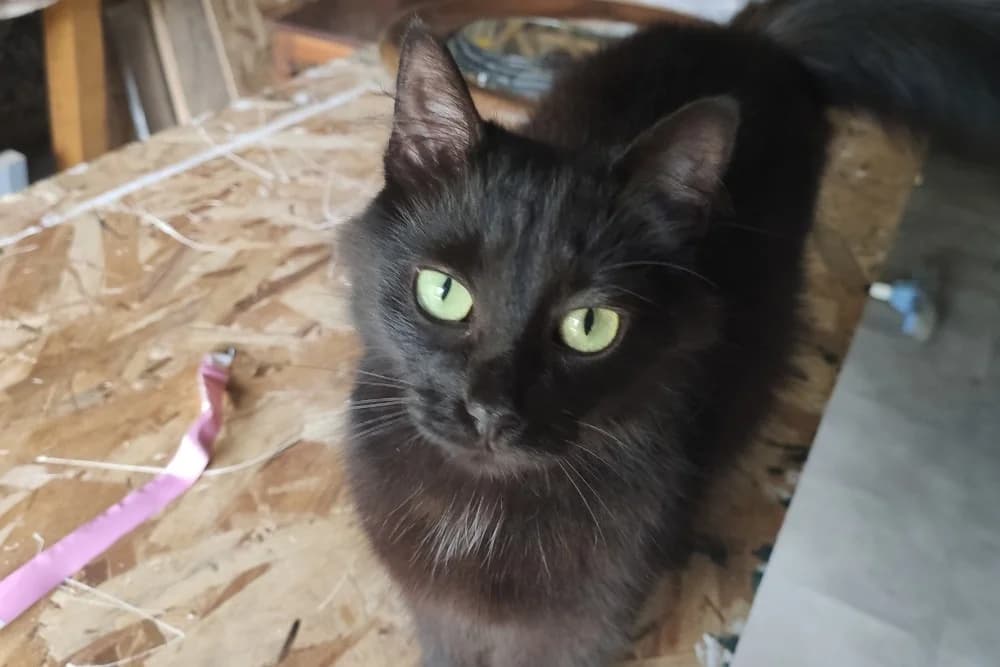 BALI, female young Mixed Breed for adoption at SPA Vannes, Vannes