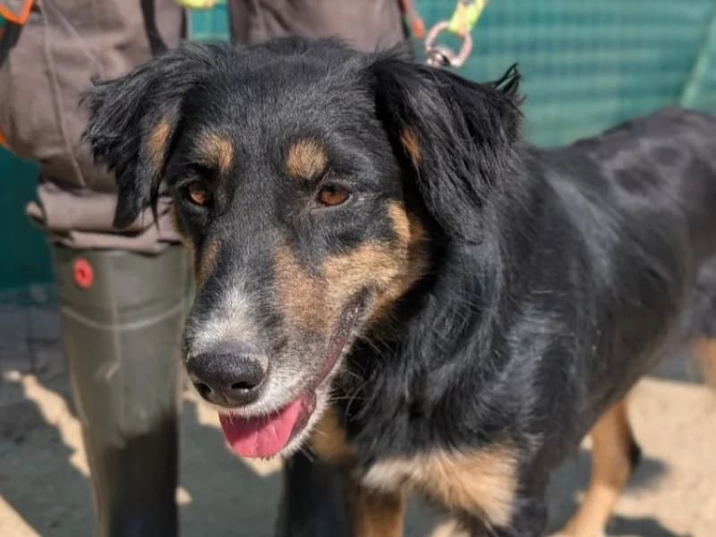 Tamy, female 4yo mixed breed for adoption at SPA Vannes, Vannes