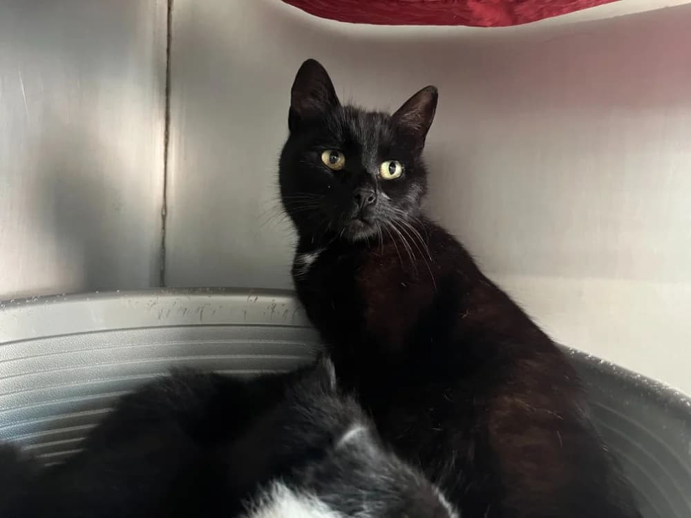 Grenouille, female 4yo Mixed Breed for adoption at SPA Vannes, Vannes