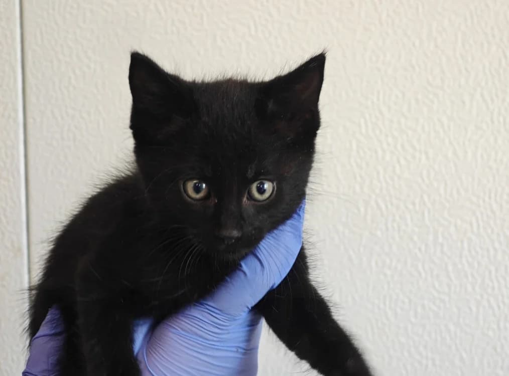 Corbeau, male Mixed Breed for adoption at SPA Vannes, Vannes